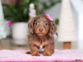 Miniature Dachshund dogs Elsa - Ad 23