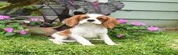 Cavalier King Charles Spaniel dogs for sale: Braden - Ad 5