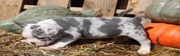 Mixed Breed dogs for sale: Nash - Ad 5