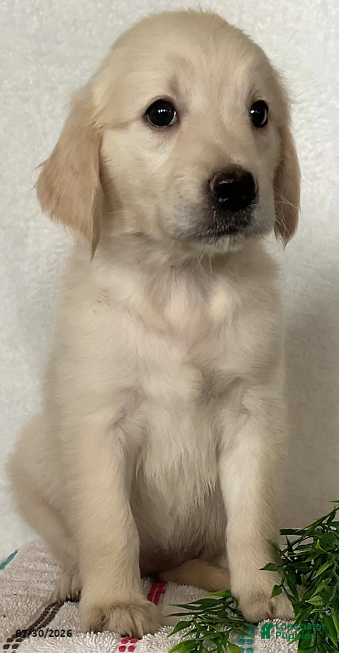 Golden Retriever dogs for sale: Sadie - Ad 4