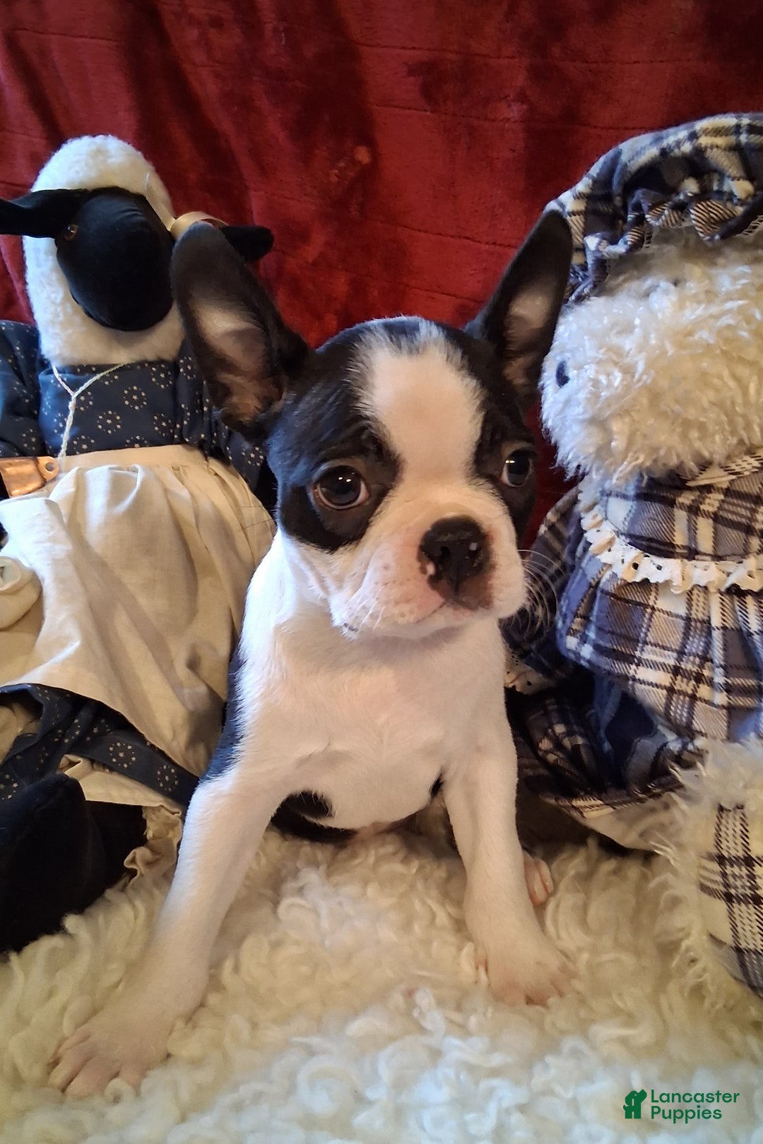 Boston Terrier dogs for sale: Brittany  - Ad 5