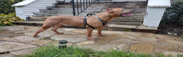 Mixed Breed dogs for stud: Hendrix  - Ad 3