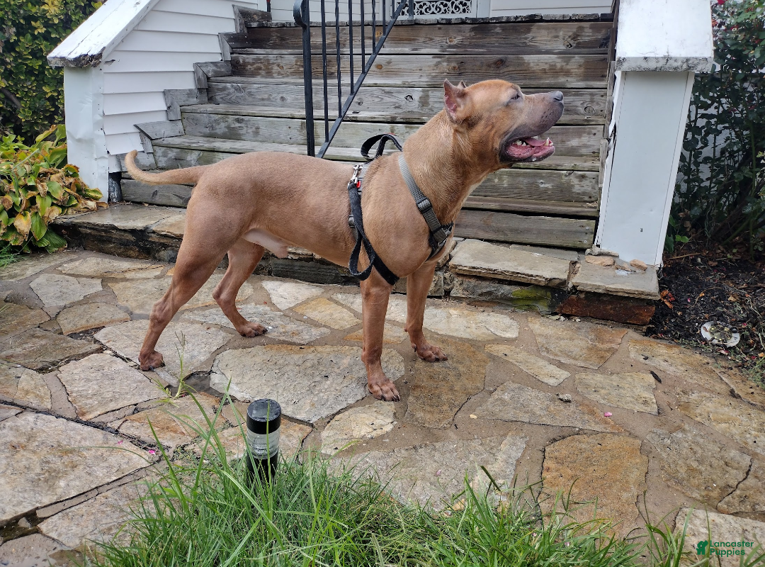 Mixed Breed dogs for stud: Hendrix  - Ad 3