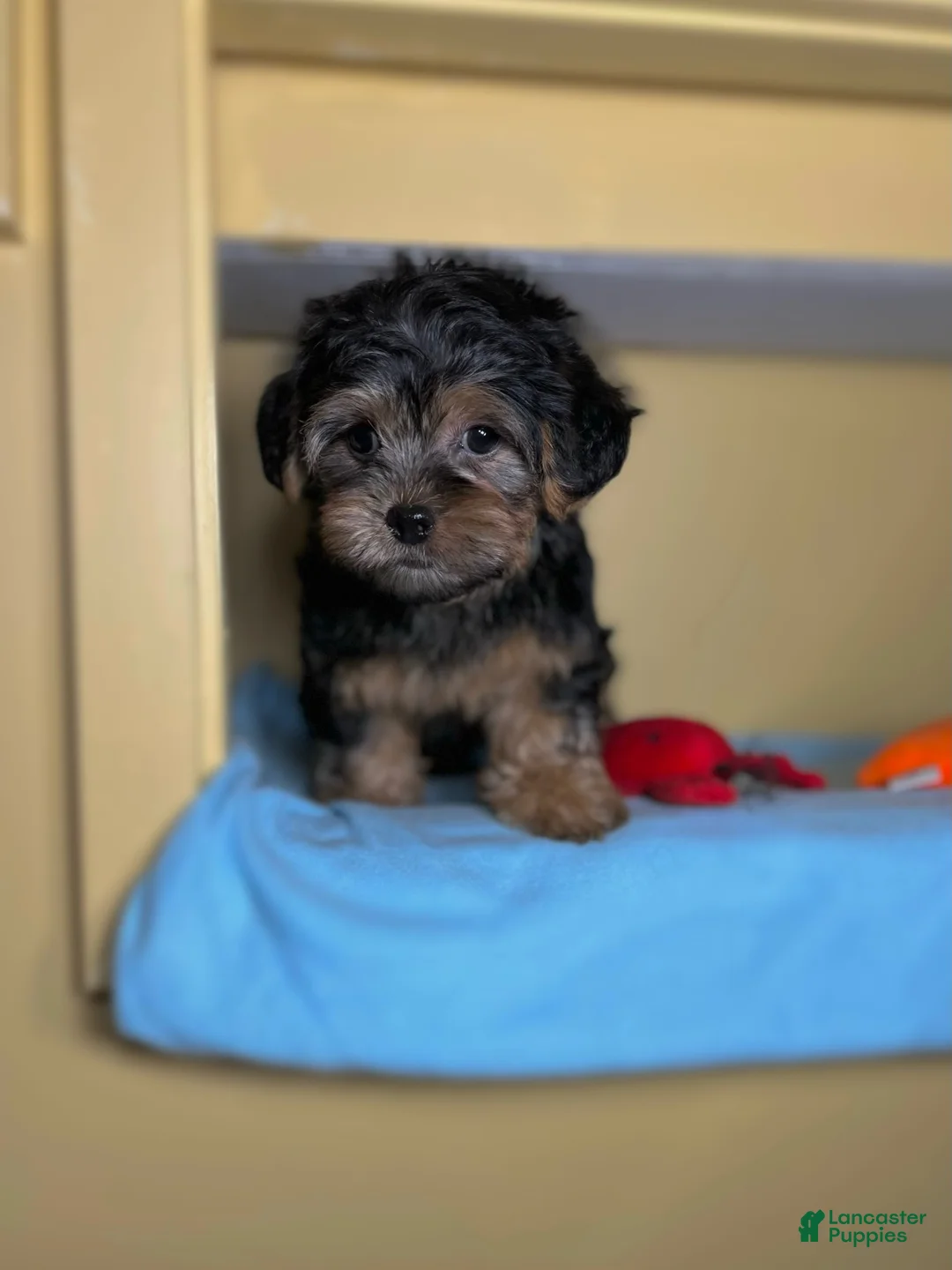 Shorkie dogs for sale: Boy - Ad 1
