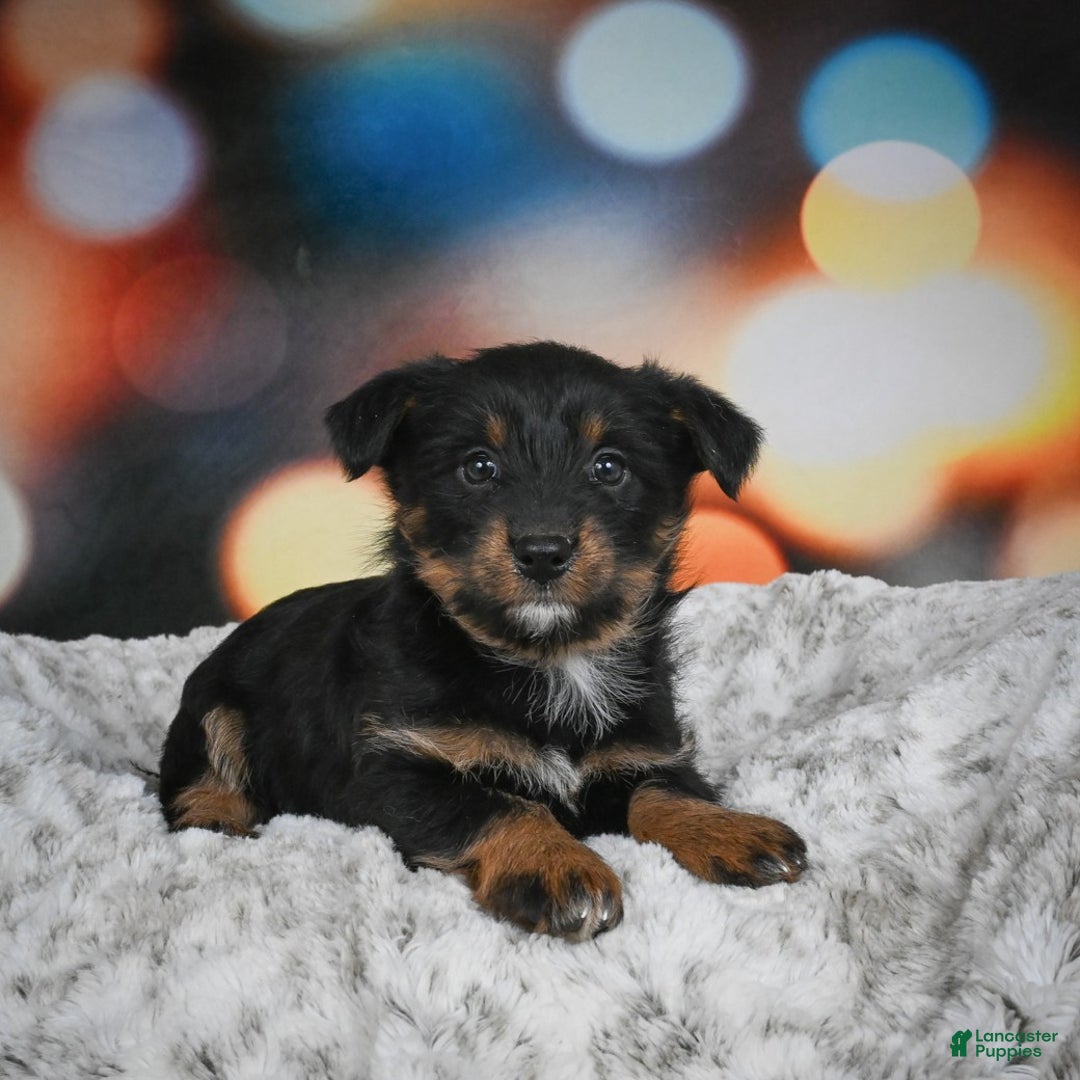 Mixed Breed dogs for sale: Rose - Ad 6