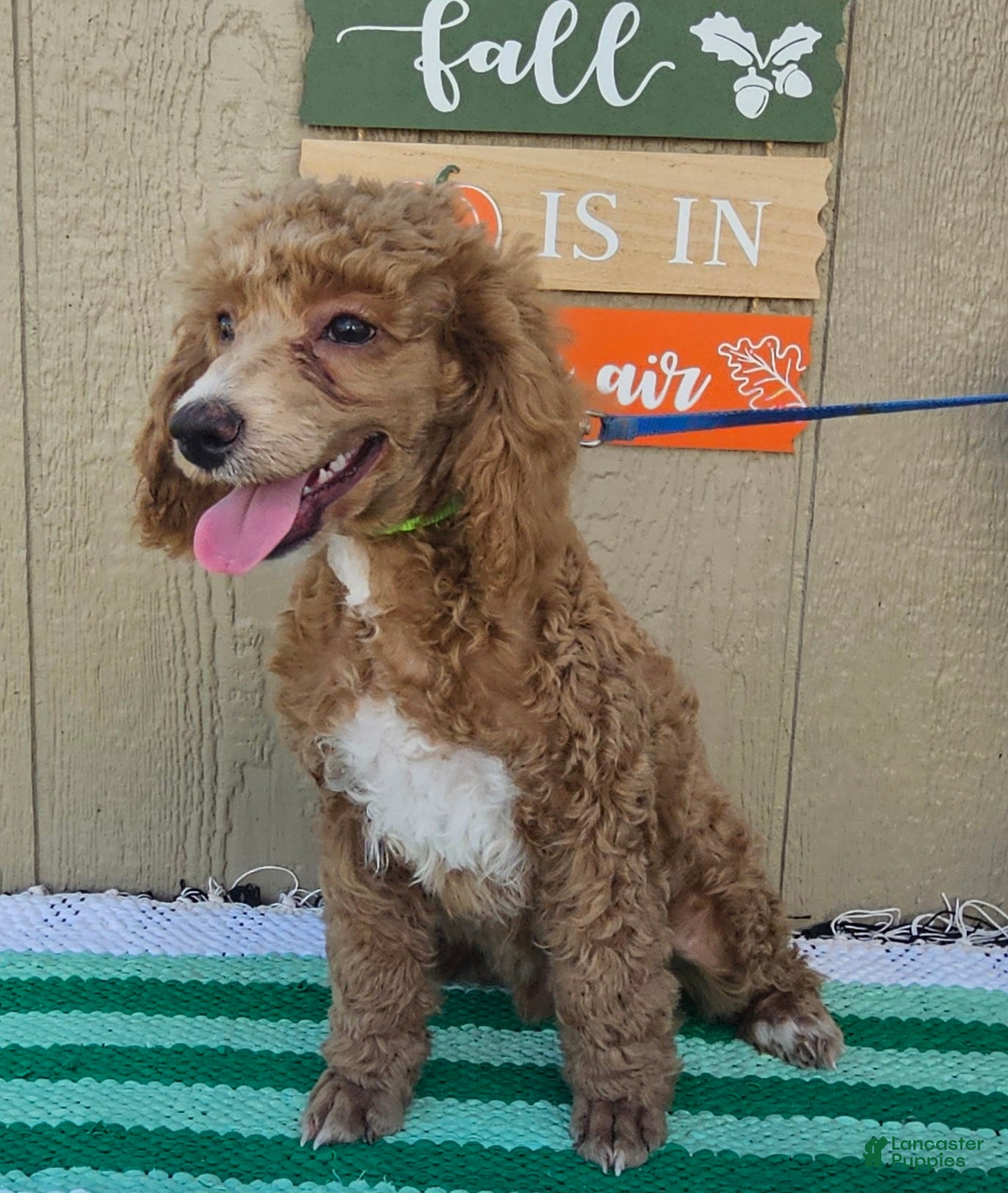 Miniature Poodle dogs Bobby - Ad 12