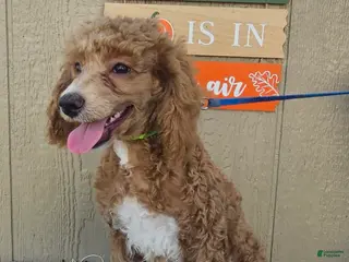 Miniature Poodle dogs Bobby - Ad 17