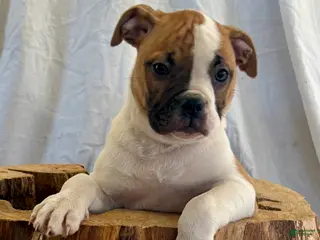 American Bulldog dogs for sale: American Bulldog Puppy 4 - Ad 2