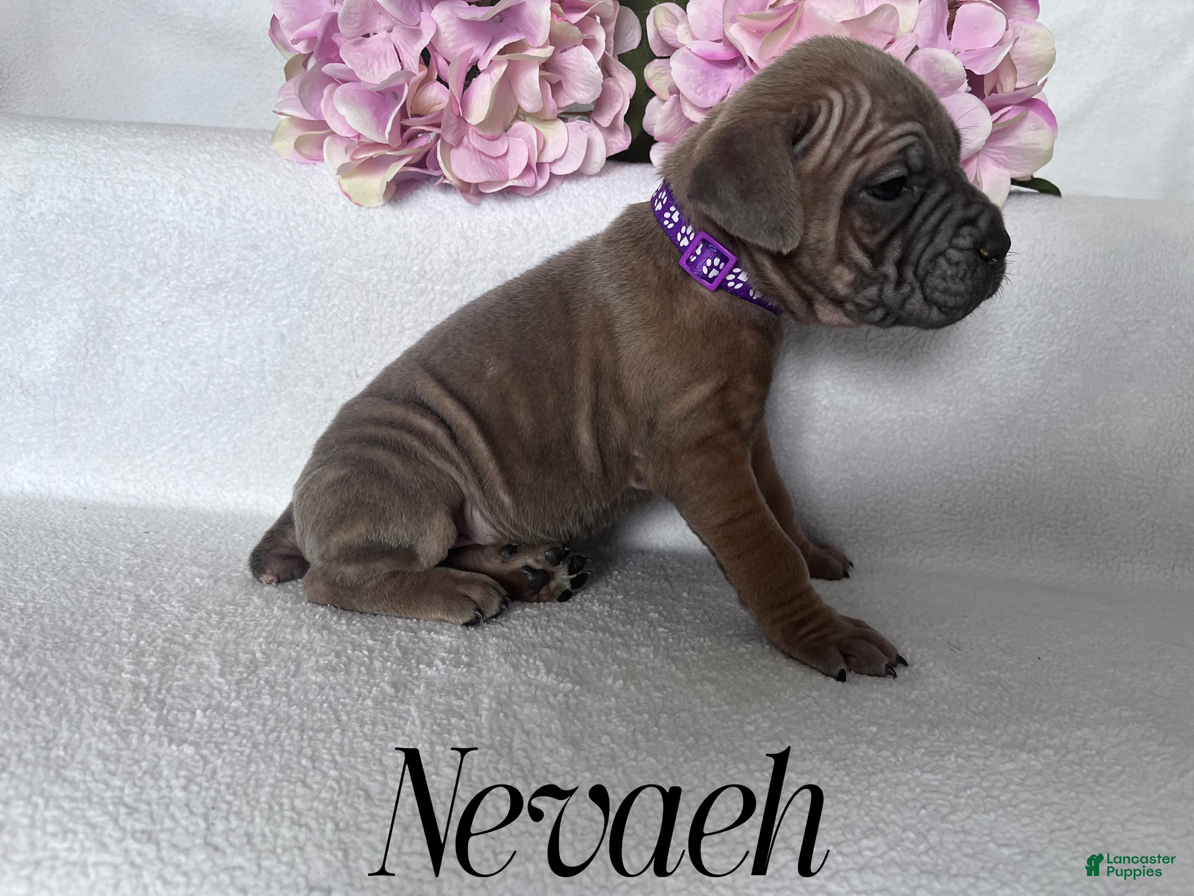 Cane Corso dogs Nevaeh - Ad 27