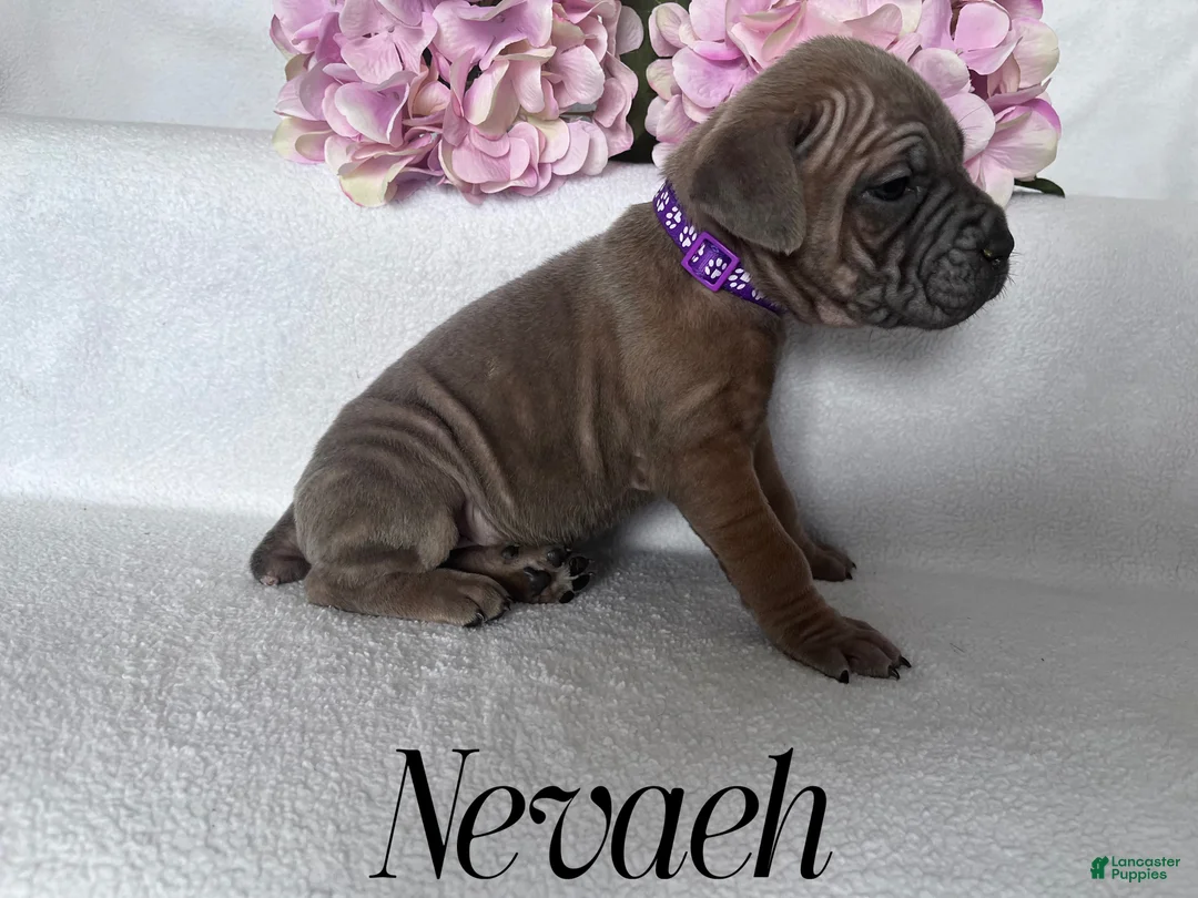 Cane Corso dogs for sale: Nikki - Ad 79