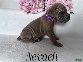 Cane Corso dogs Nevaeh - Ad 27