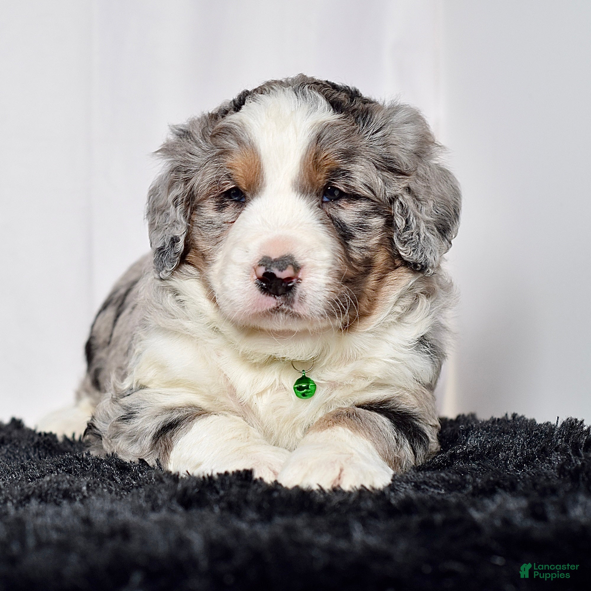 Bernedoodle dogs Mr. Simba - Ad 2
