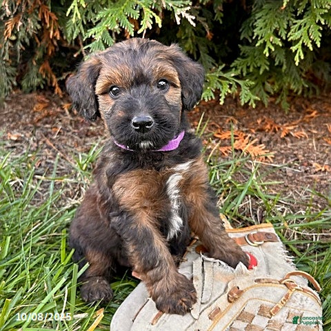 Belgian Shepadoodle Belgian Malinois Poodle Mix Whoodle Puppies