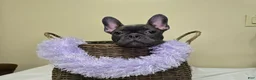 French Bulldog dogs for sale: Reba AKC frenchbulldog  - Ad 12