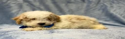 Bichpoo dogs for sale: Hercules - Ad 5