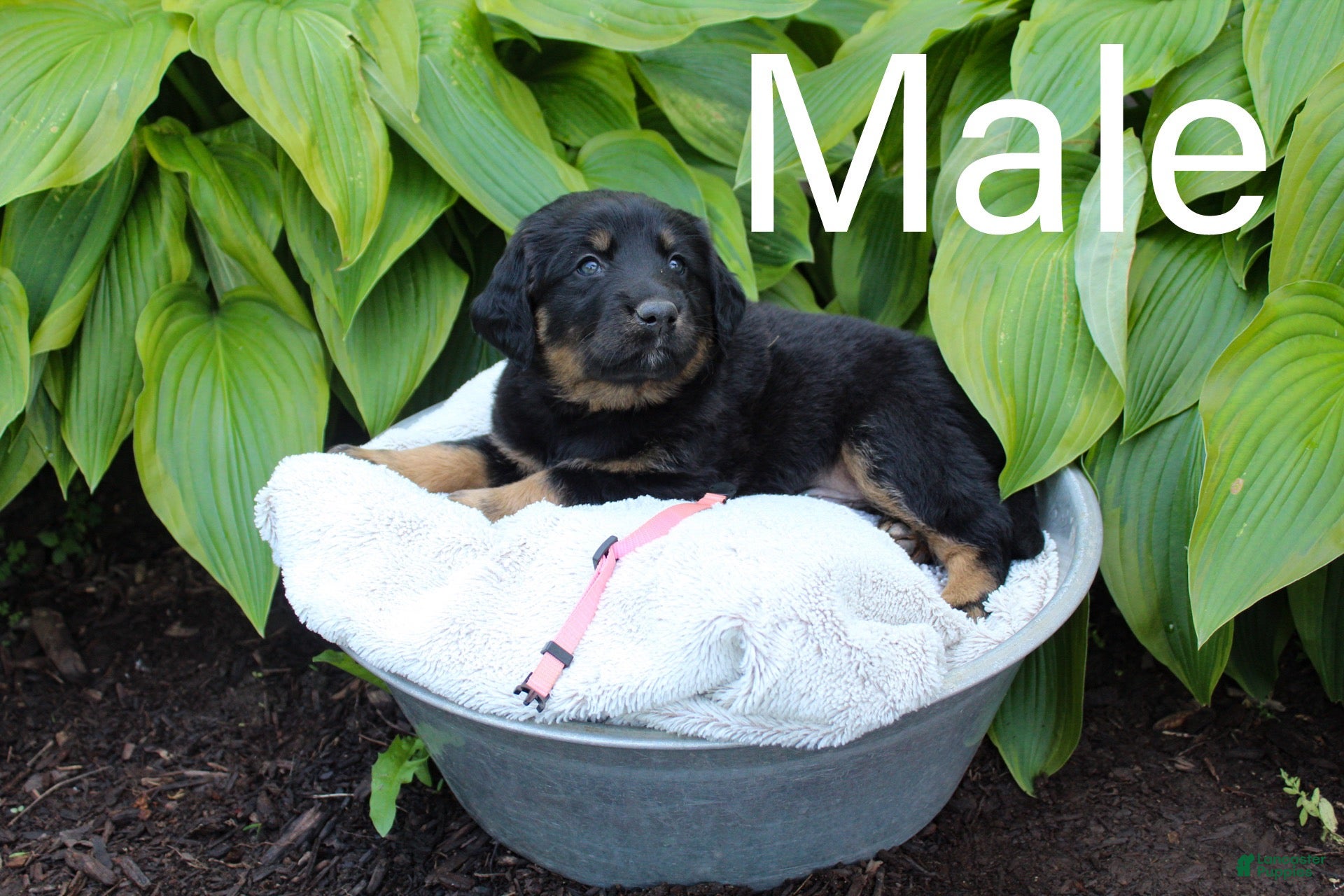 Mixed Breed dogs Puppy pink - Ad 1