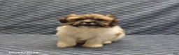 Mixed Breed dogs for sale: Wendy - Ad 3