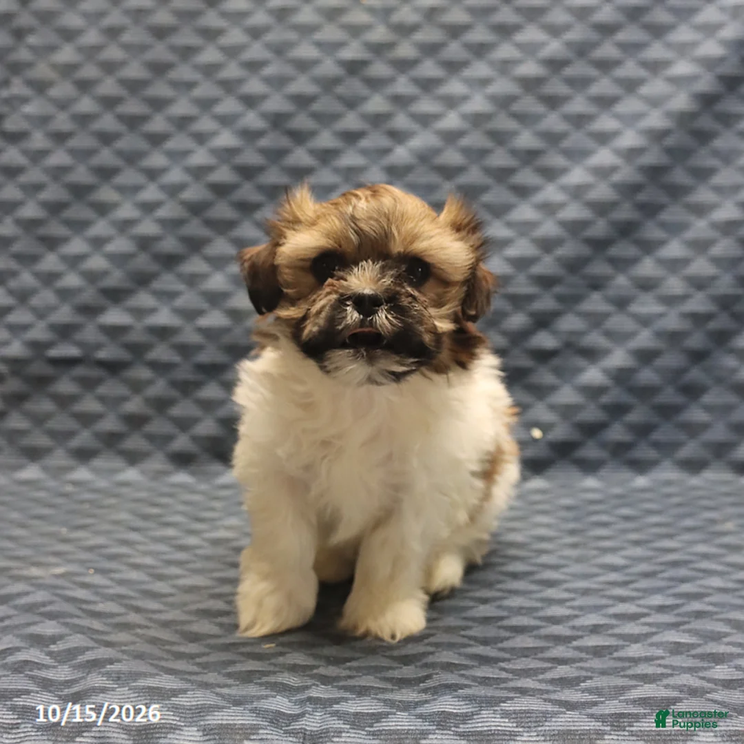 Mixed Breed dogs for sale: Wendy - Ad 3