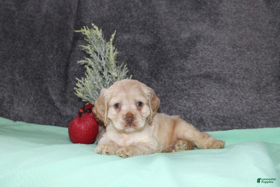 Cocker Spaniel dogs for sale: Sammy - Ad 2