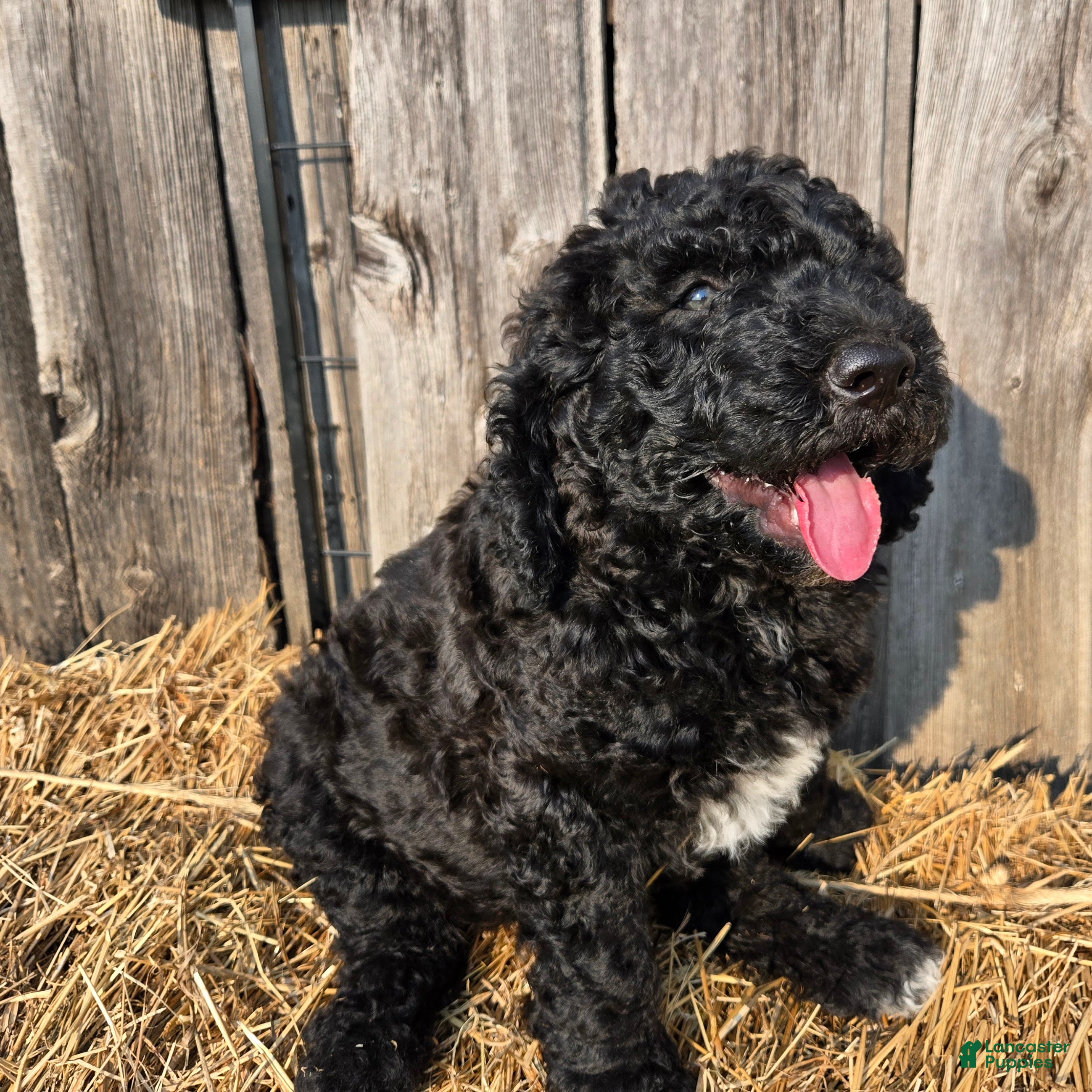 Newfypoo dogs Izze - Ad 8