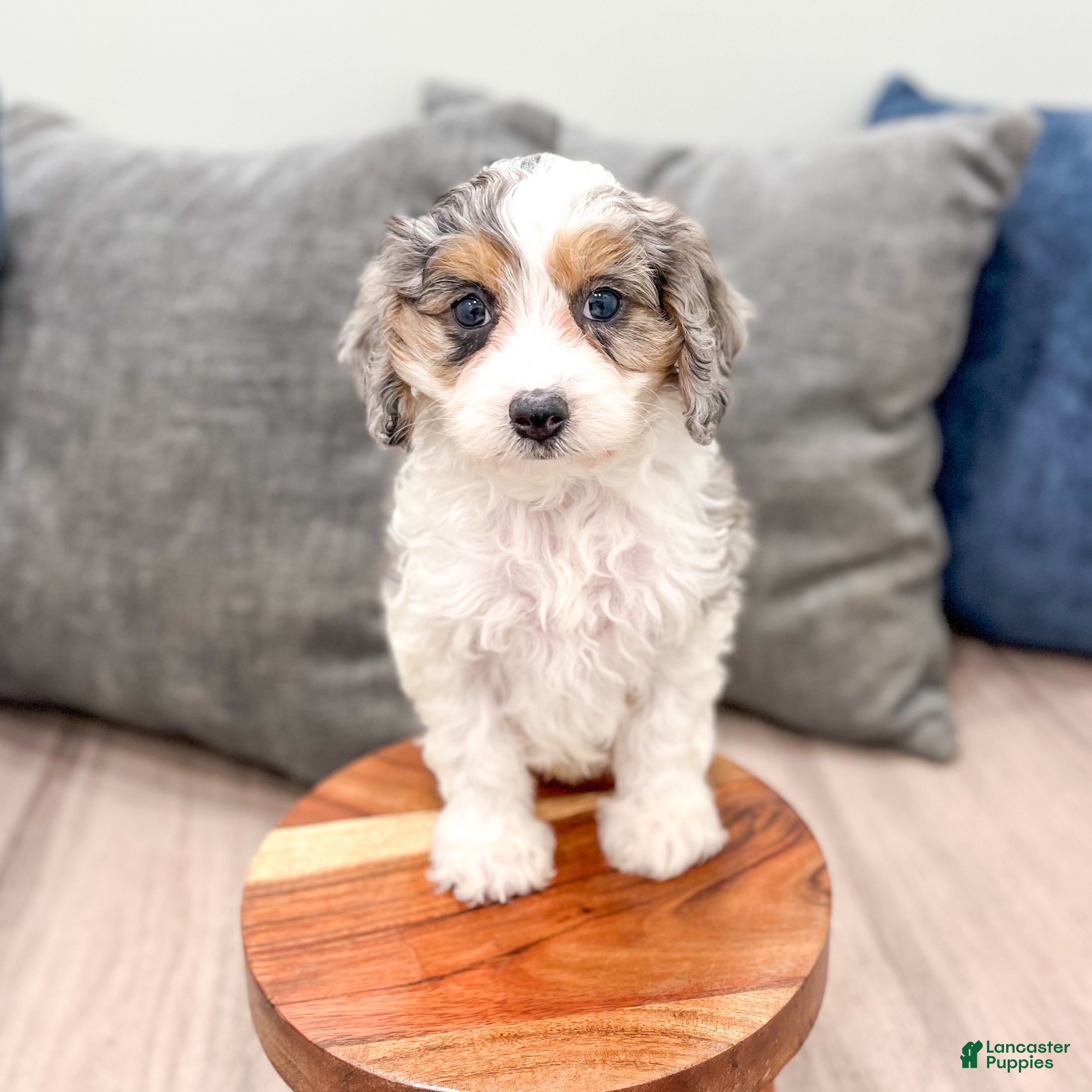 Cavapoo dogs Ace - Ad 2