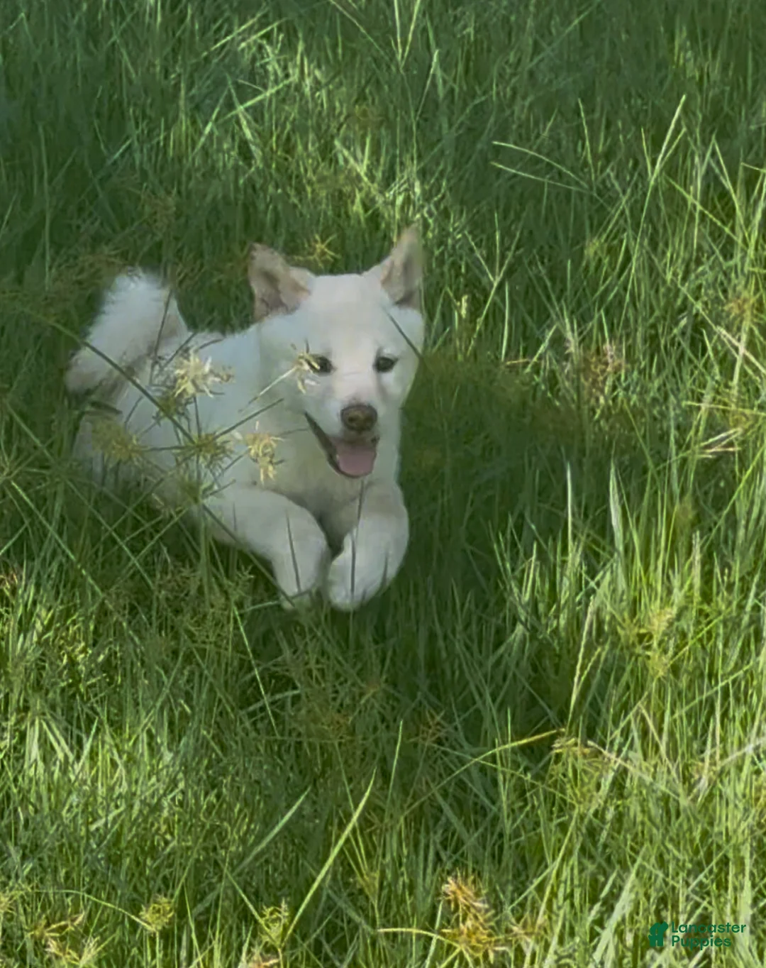 Shiba Inu dogs for sale: Shiba Inu Puppy 6 - Ad 10