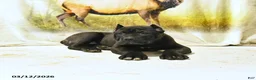 Cane Corso dogs for sale: Henry - Ad 2