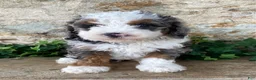 Mini Bernedoodle dogs for sale: Jimmy - Ad 1