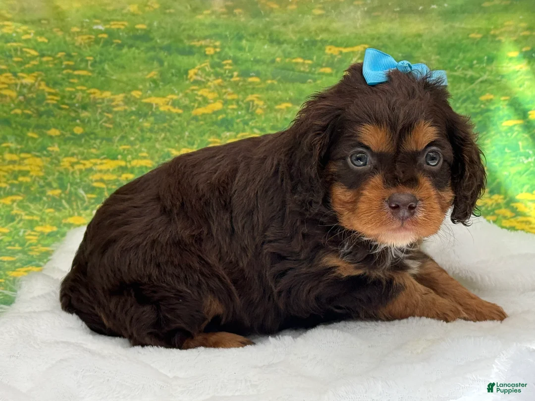 Cavapoo dogs for sale: Bruno - Ad 3