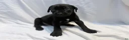 Cane Corso dogs for sale: Dean AKC green collar - Ad 20