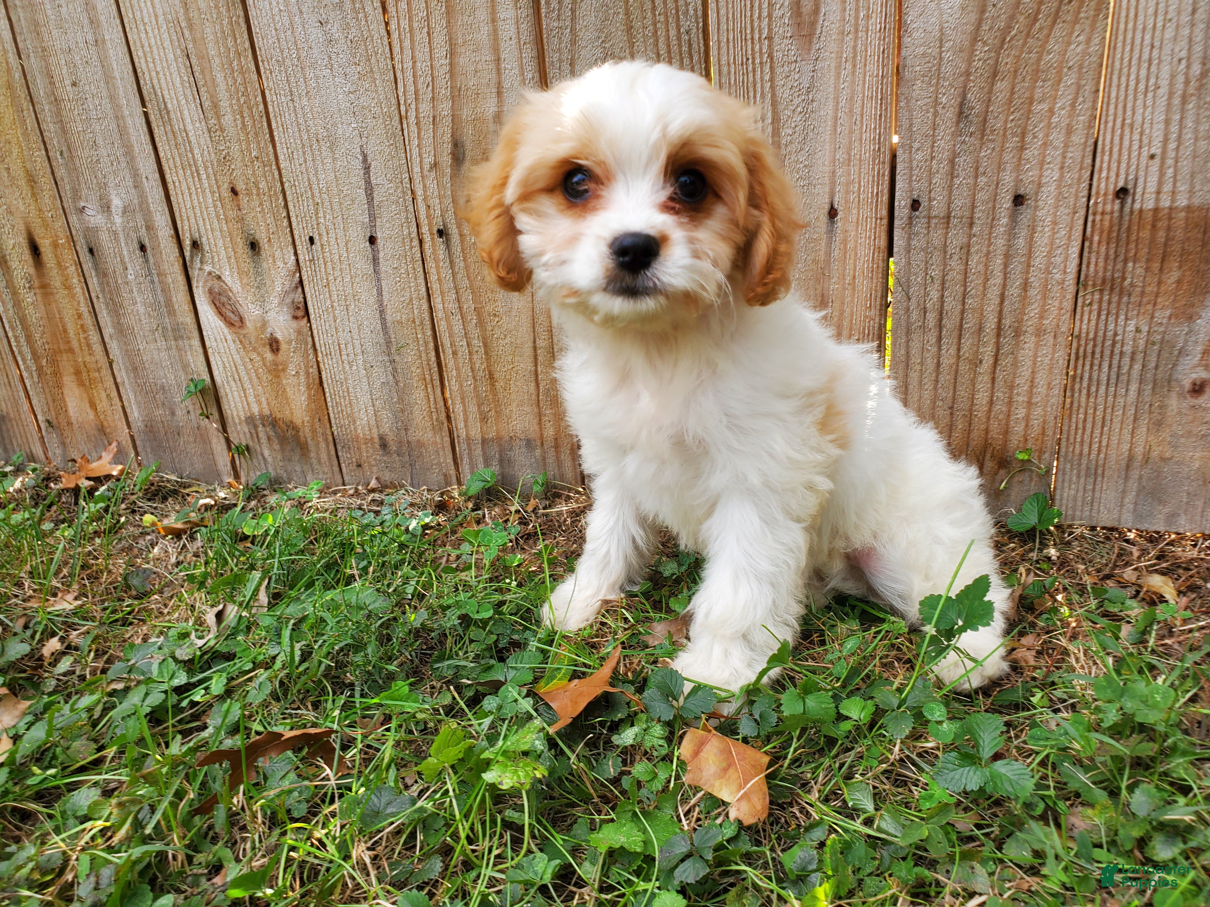 Cavachon dogs Blizzard - Ad 2