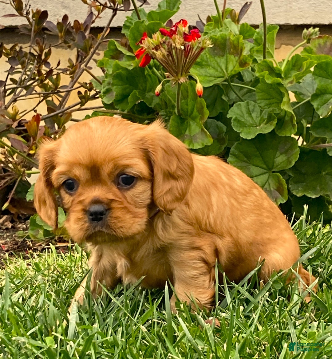 Cavalier King Charles Spaniel dogs for sale: Rosie - Genetic Tested Parents - Ad 4