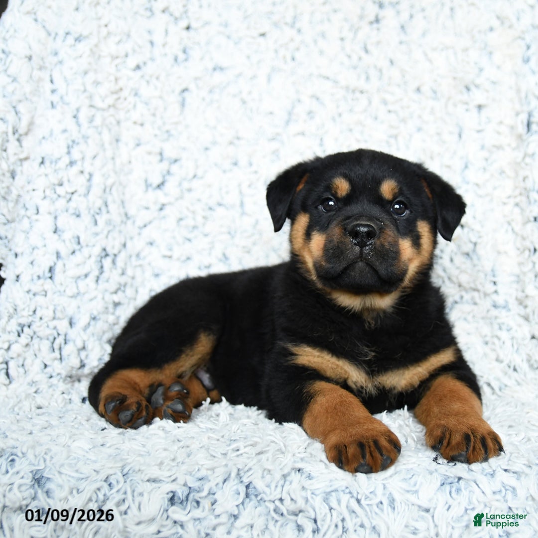 Rottweiler dogs for sale: Sterling - Ad 2