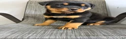 Rottweiler dogs for sale: Lou - Ad 11