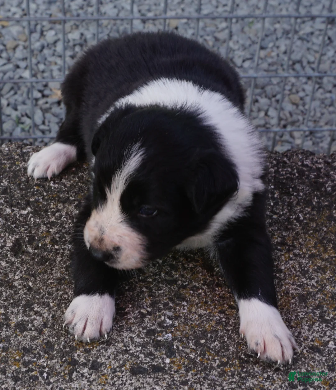 Border Collie dogs for sale: REBA - Ad 2