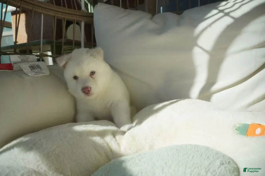 Alaskan Malamute dogs for sale: Melon - Ad 7