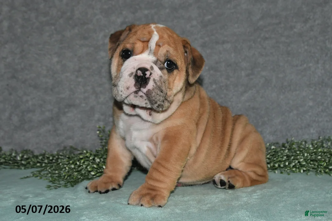 English Bulldog dogs for sale: Jenson - Ad 2