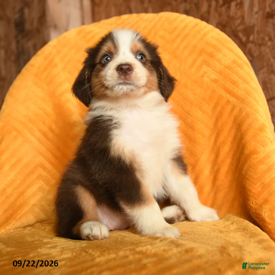Mixed Breed dogs for sale: Hazel - Ad 3