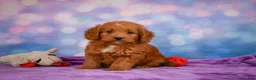 Mini Goldendoodle dogs for sale: ROXANNE - Ad 3