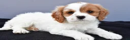 Cavapoo dogs for sale: Natasha - Ad 3