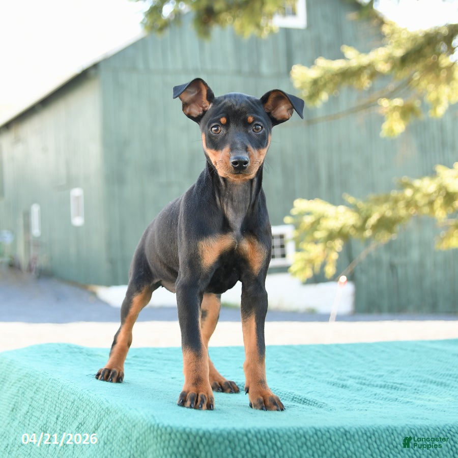 Miniature Pinscher dogs Tulip - Ad 1