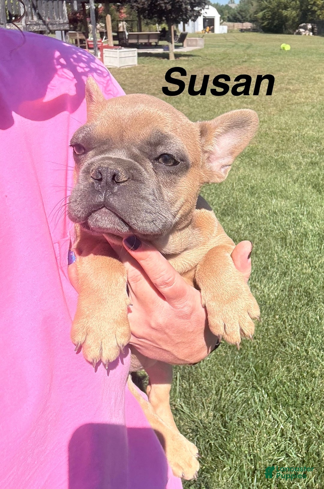 French Bulldog dogs for sale: Susan - Ad 3