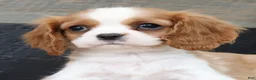 Cavalier King Charles Spaniel dogs for sale: Paula - Ad 9