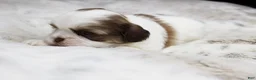 Shih Tzu dogs for sale: Lilly - Ad 4