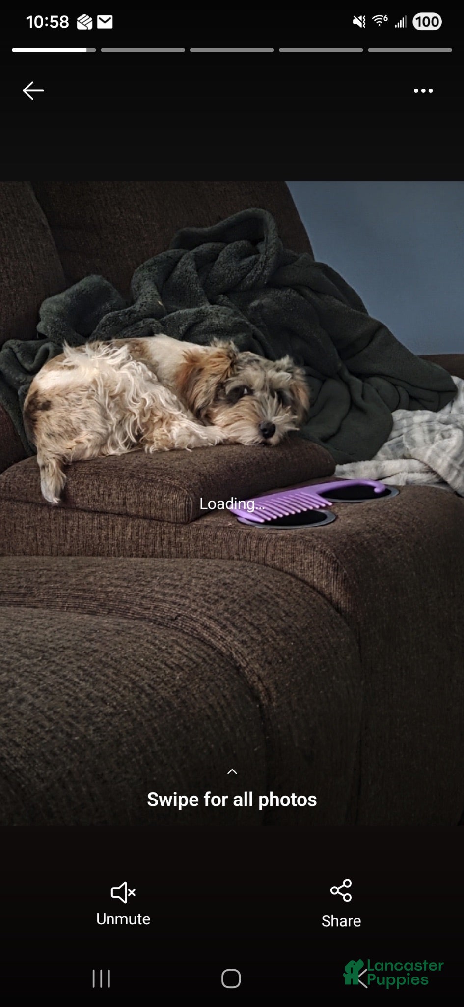 Mixed Breed dogs Girl 4 - Ad 2