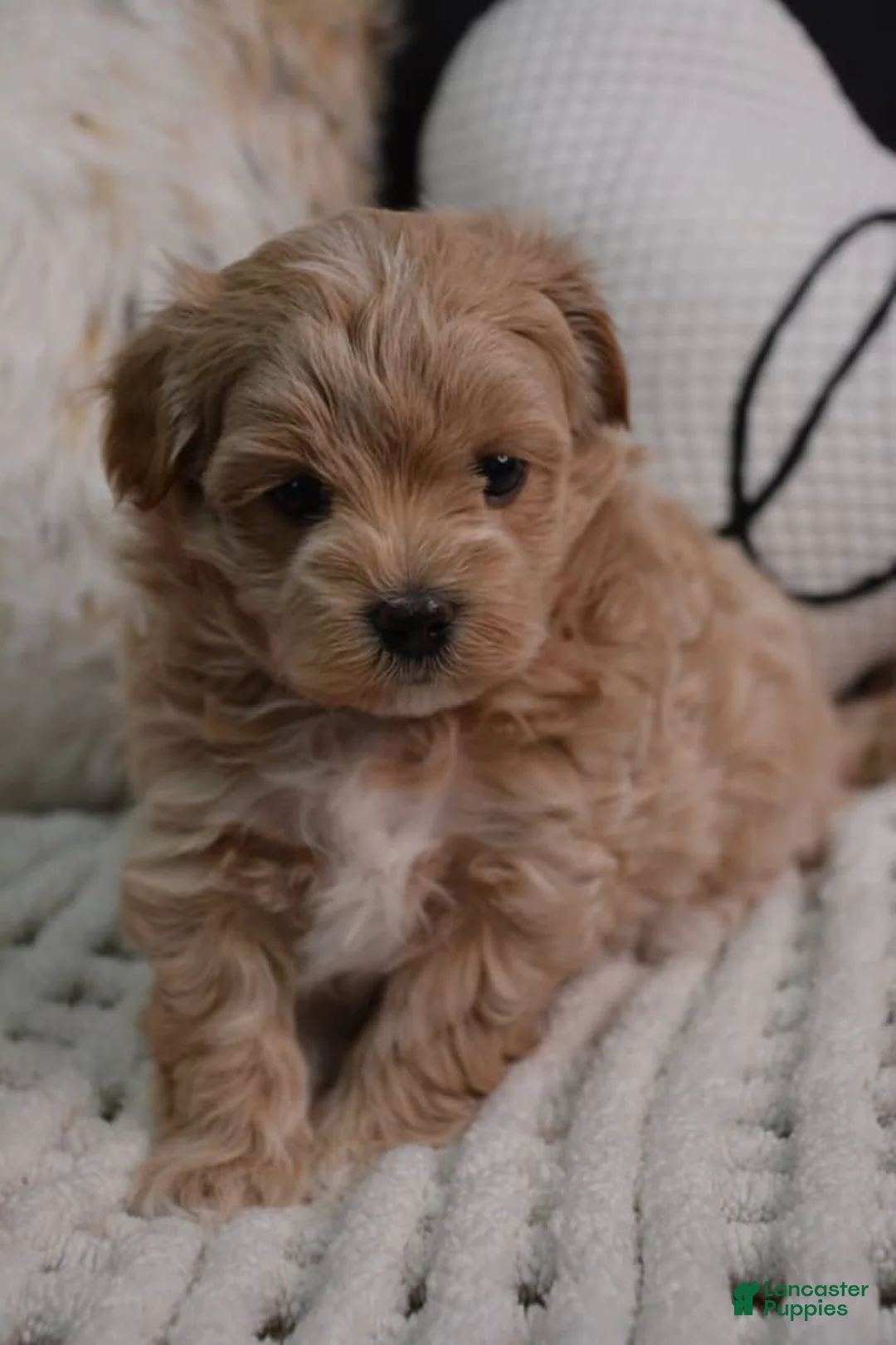 Maltipoo dogs for sale: Crystal - Ad 2