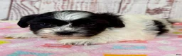 Teddy Bear dogs for sale: Wish Bear - Ad 3