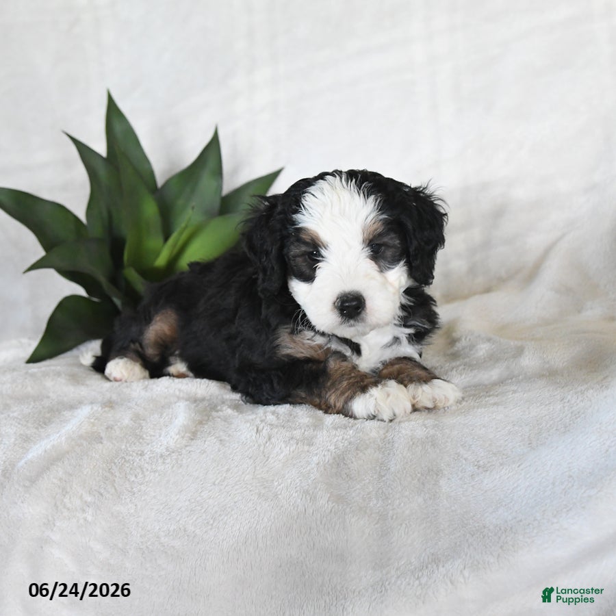 Bernedoodle dogs Astro - Ad 1
