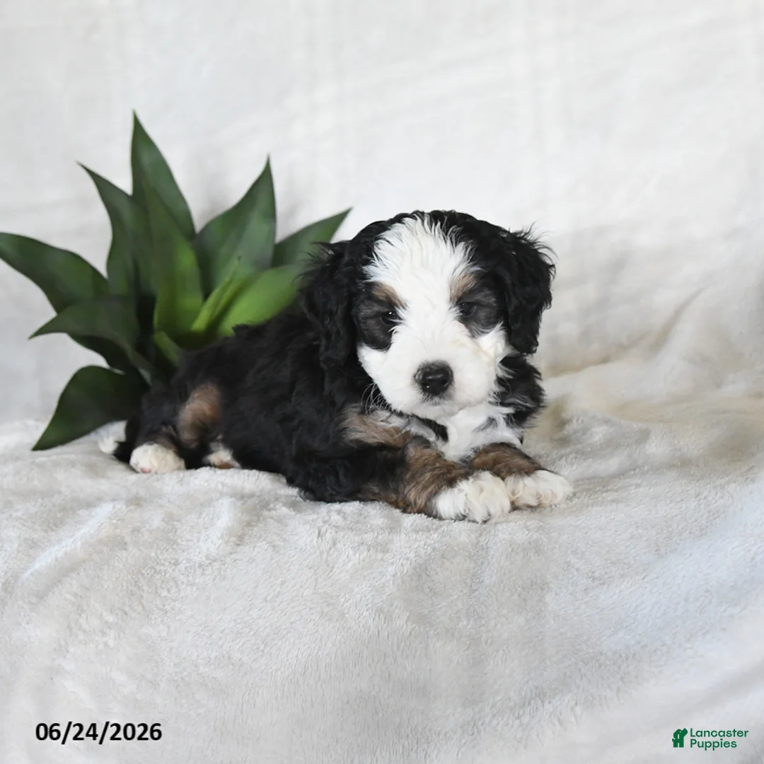 Bernedoodle dogs for sale: Astro - Ad 1