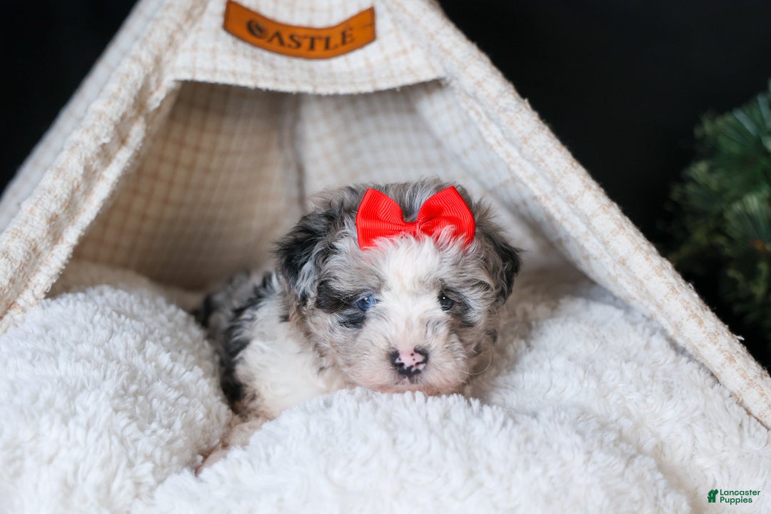 Mini Aussiedoodle dogs for sale: Gloria - Ad 16